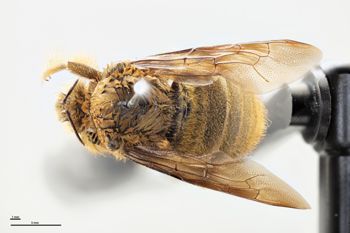 Media type: image;   Entomology 810844 Aspect: habitus dorsal view
